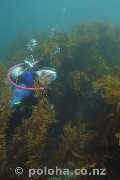 Diver hiding in kelp