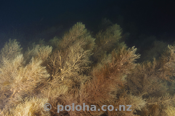 Seaweeds at night