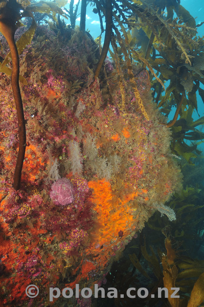 Colourful rock in temperate Pacific ocean