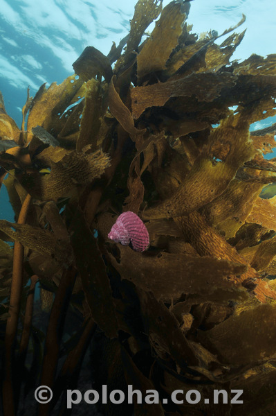 Turban shell on kelp