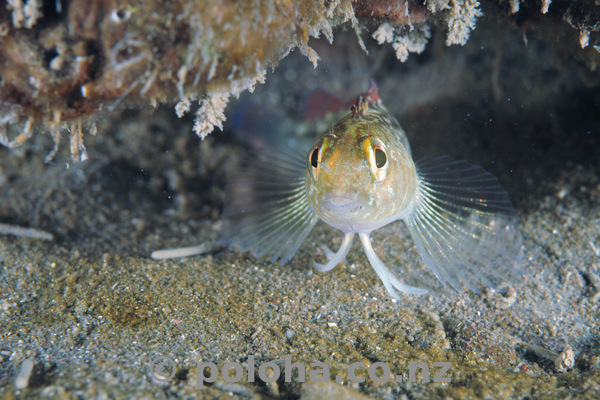 Triplefin on guard