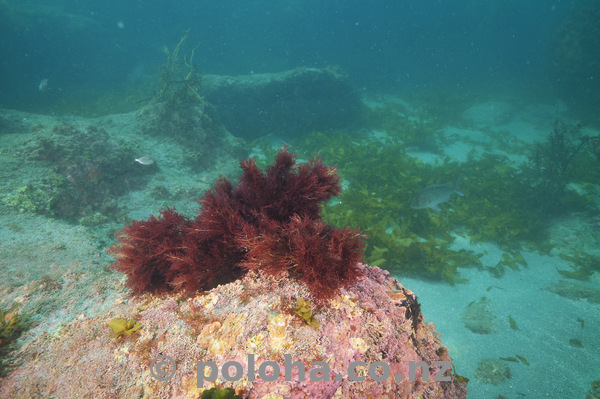 Red seaweed on rock