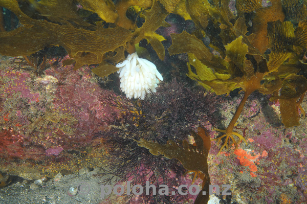 Squid eggs in kelp