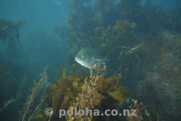 Trevally among kelp