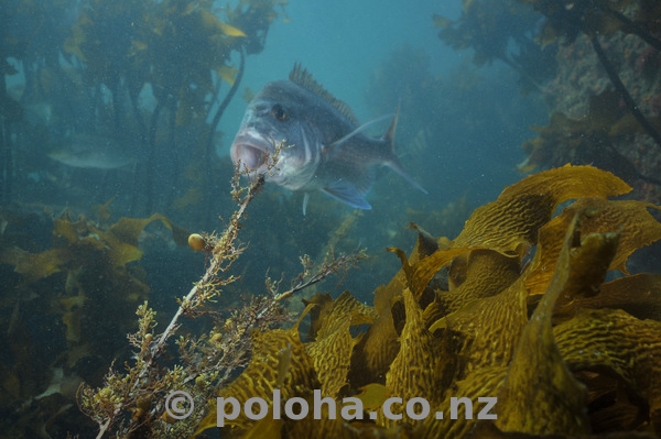 Snapper yawning