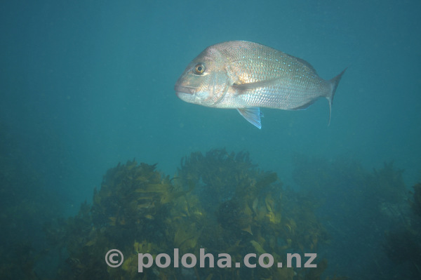 Snapper turning