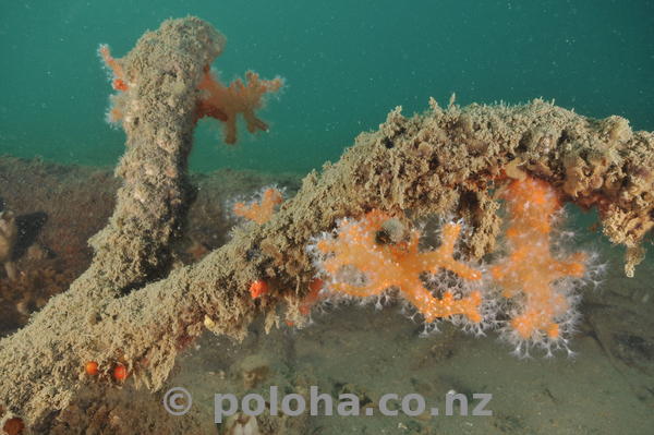 Dead coral tree