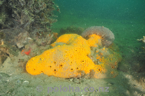 Sponge cleaned by sea cucumber