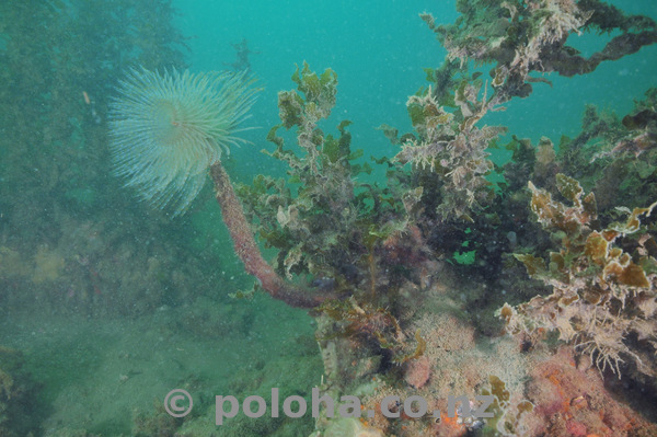 Fanworm on dusty rock