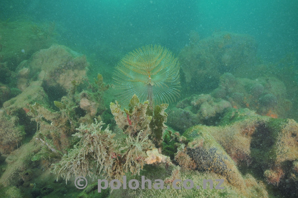 Fanworm among muddy rocks