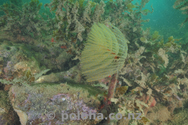 Fanworm among seaweeds