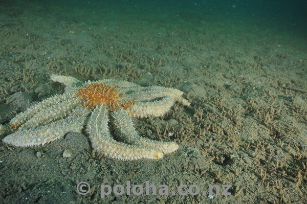 Prickly sea star on mud