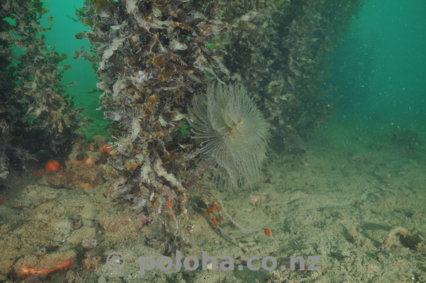 Fanworm under seaweeds