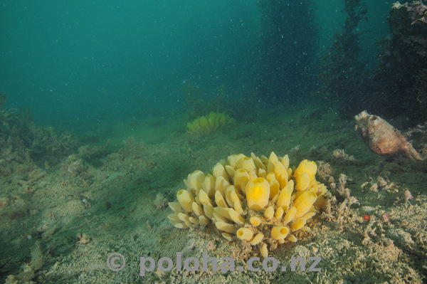 Nipple sponges on muddy bottom