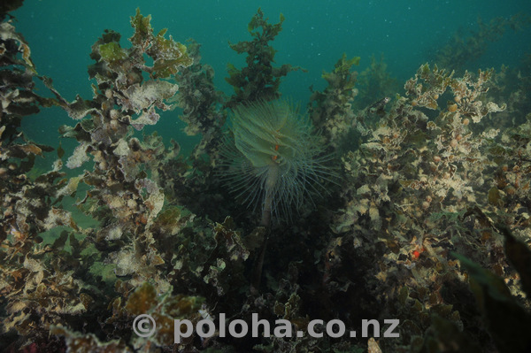 Fanworm among seaweeds