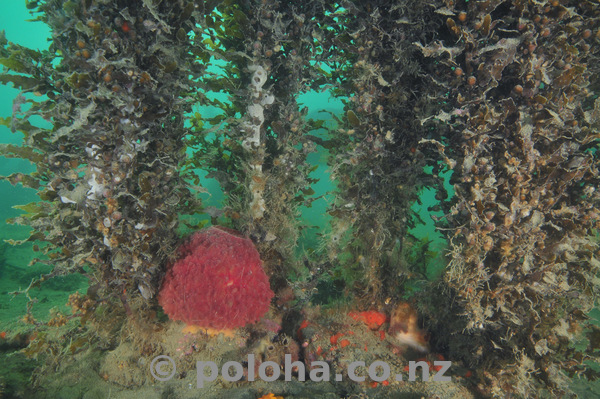 Red sponge under seaweeds