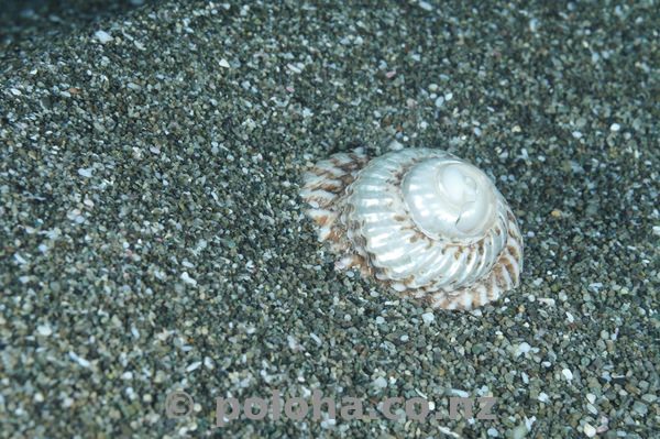 Turban shell on sand