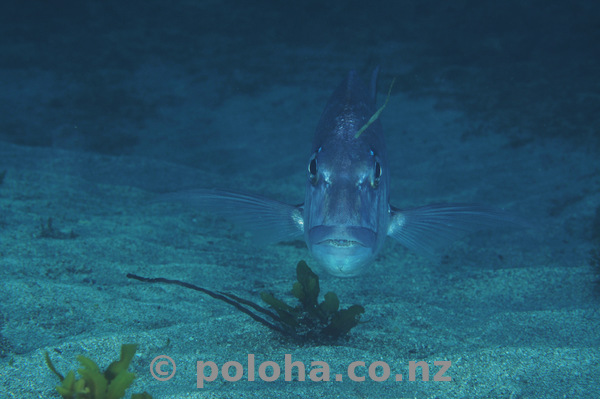 Snapper above sand