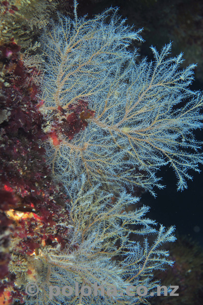 Hydroid trees on vertical wall