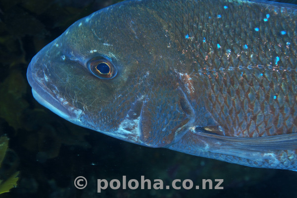 Snapper glowing in dark