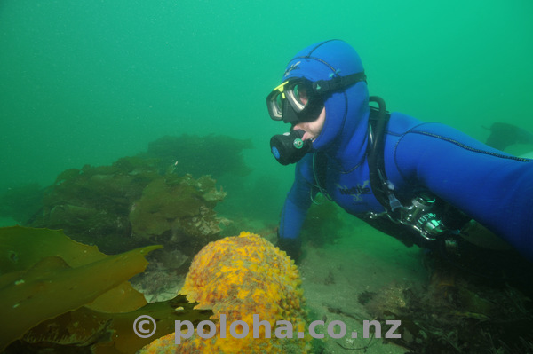 Diver at yellow sponge