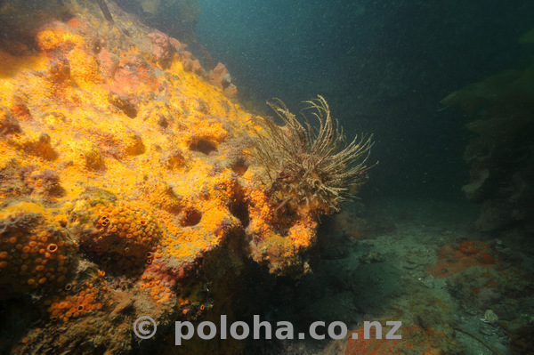 Yellow encrusting sponge in darkness