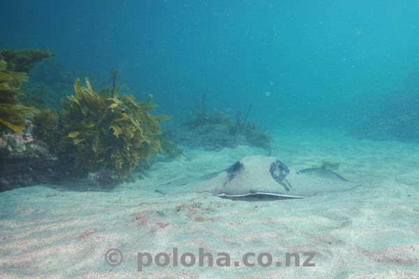 Stingray on sandy bottom