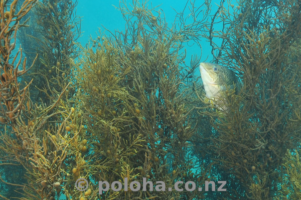 Spotty among sea weeds