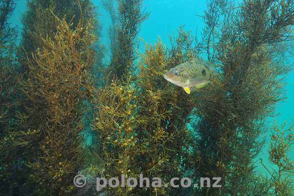 Spotty in sea weeds