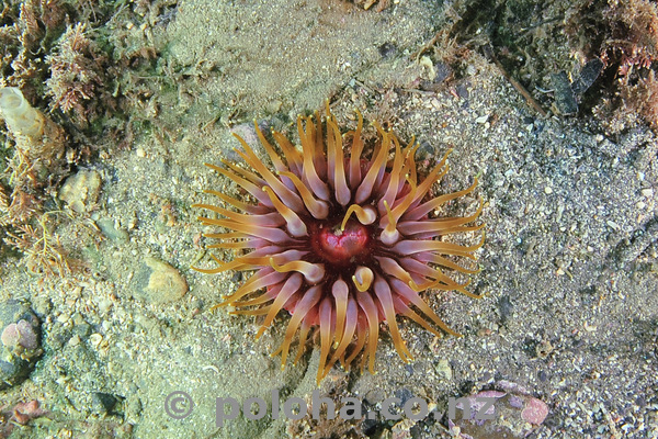 Anemone in sand