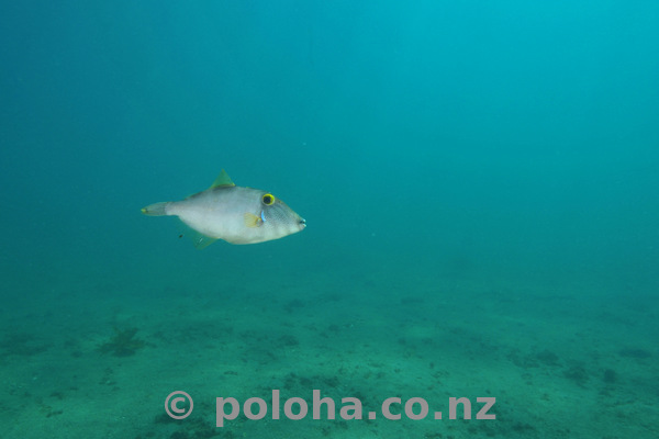 Leatherjacket above sandy bottom