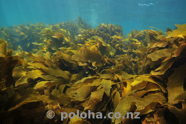 Kelp field