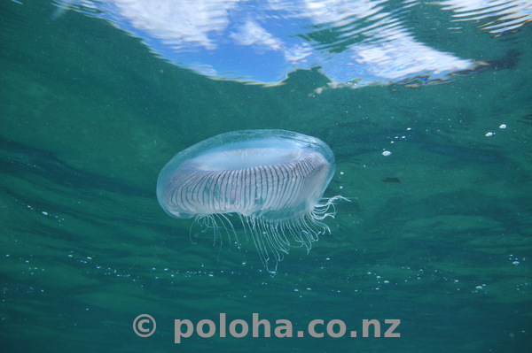 Jellyfish near sea surface