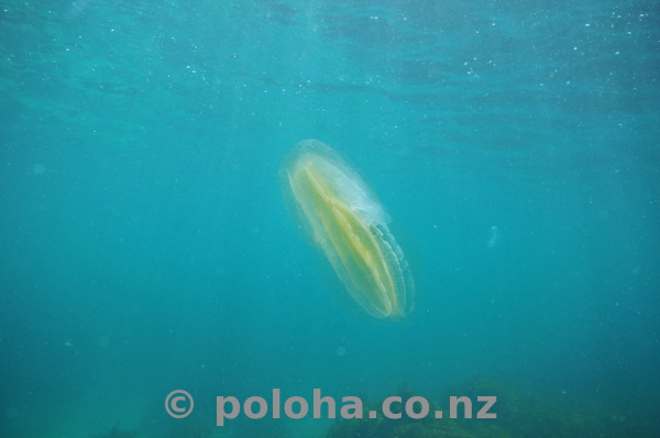 Comb jelly near sea surface