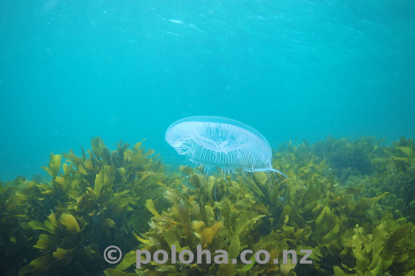 Jellyfish above kelp