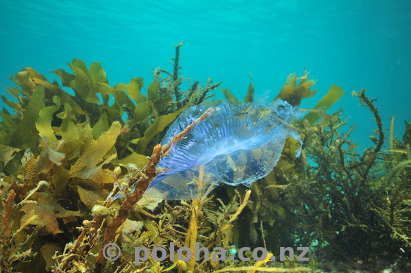 Jellyfish stuck in kelp