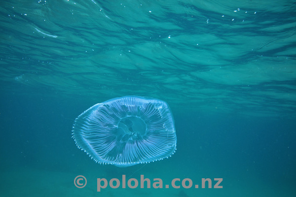 Jellyfish under surface