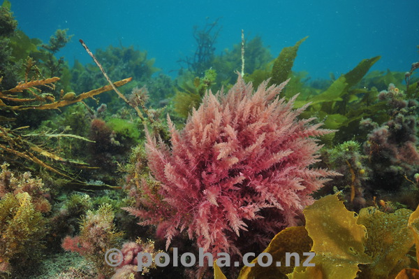 Colourful algae