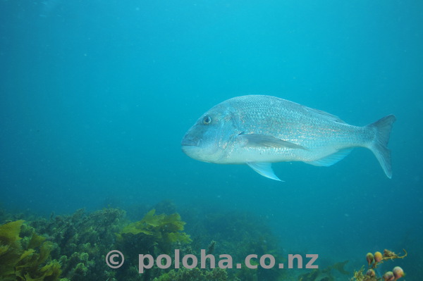 Big snapper