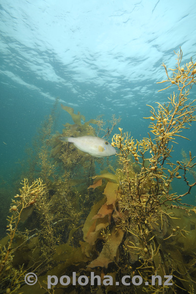 Leatherjacket among sea weeds