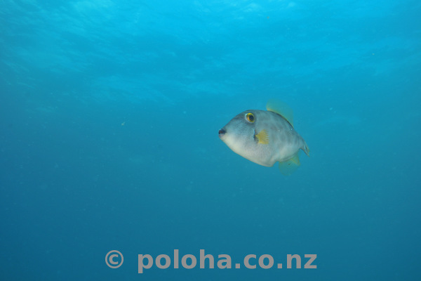 Inquisitive leatherjacket