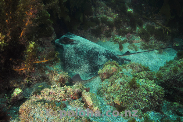 Eagle ray taking off