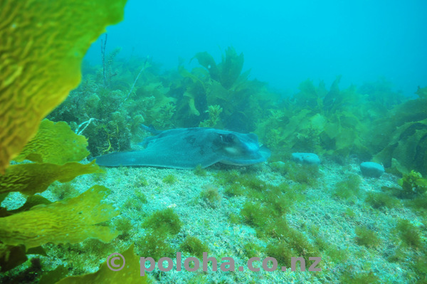 Eagle ray resting