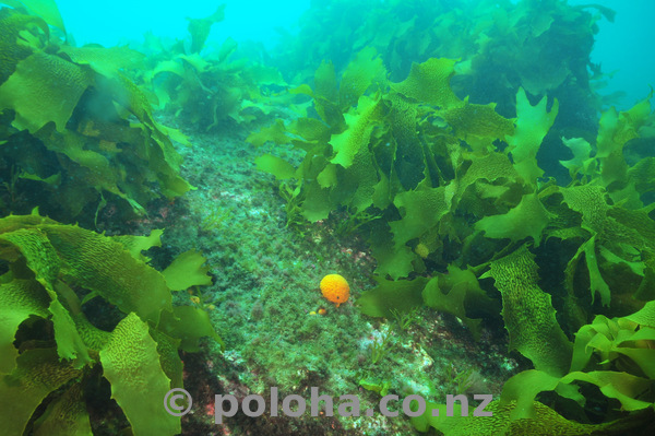 Orange golfball sponge among kelp