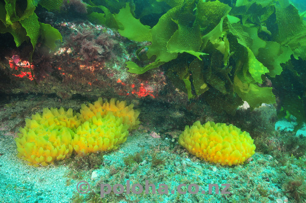 Yellow sponges under kelp