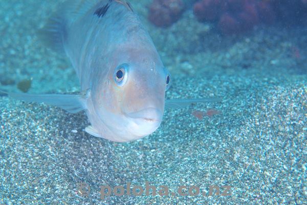 Spotty on sand