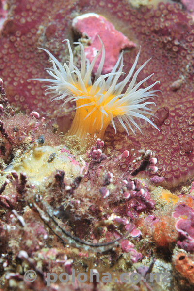 Open white-striped anemone