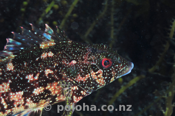 Kelp fish in dark