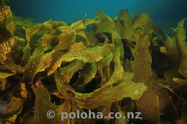 Curly kelp fronds