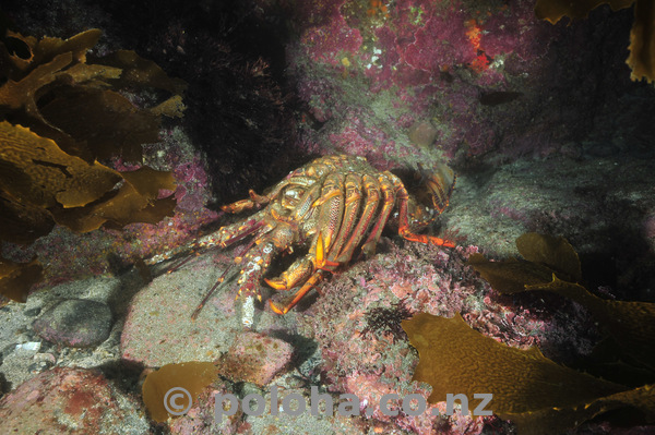 Empty spiny lobster shell